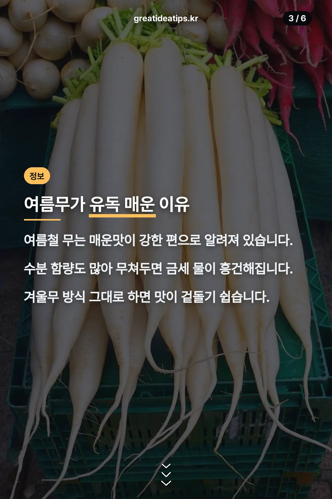 여름무가 매운 이유